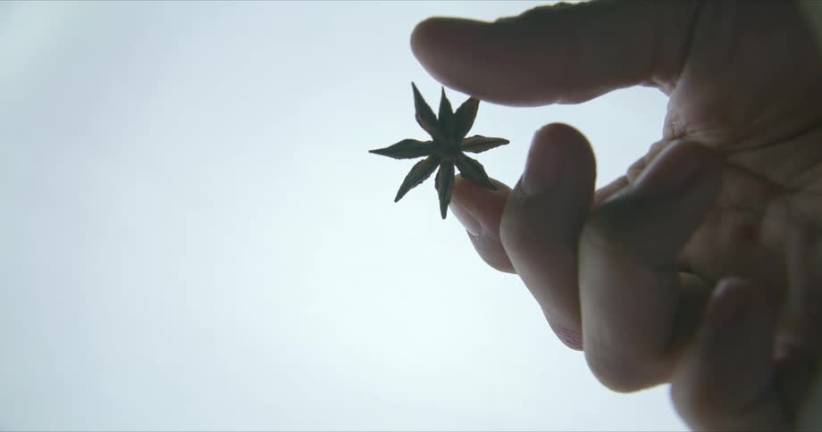 A hand is holding a star anise spice