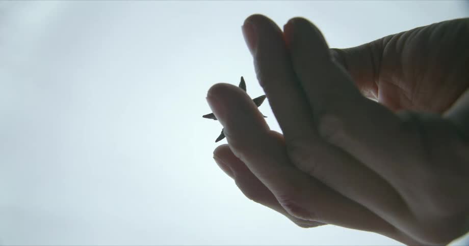 Person examines then drops star anise pod