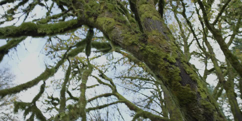 Moss growing on bare trees