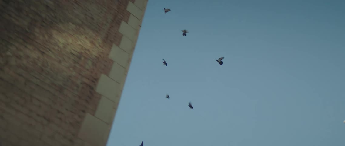 A flock of birds fly from the building