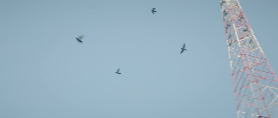A group of birds fly through a city during the day