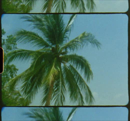 A view of a palm tree on a beach