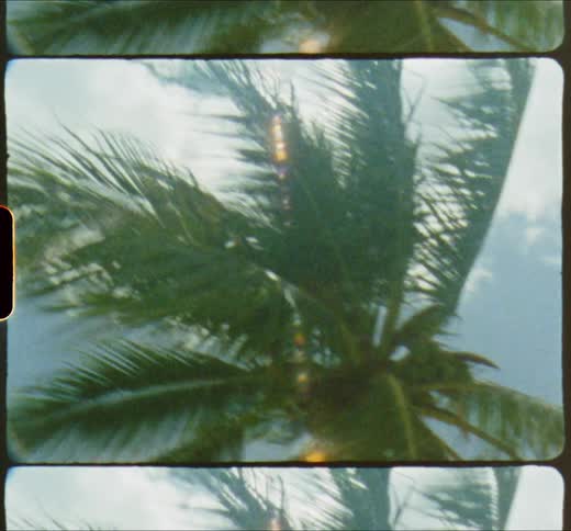 Sun is shining on a palm tree with the leaves moving in the breeze