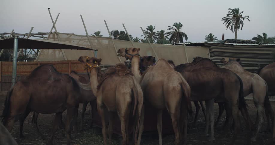 A herd of camels grazing