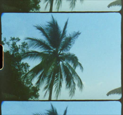 A tall palm tree sways in the wind that is blowing across a tropical beach
