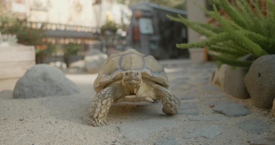 A turtle slowly walks past a plant