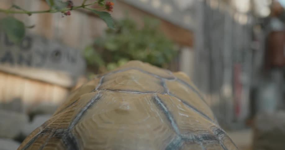 A tortoise walking outside near vegetation on a summer day