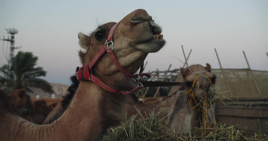 A group of camels eat from a pile of grass in a fenced off area on a cloudy day