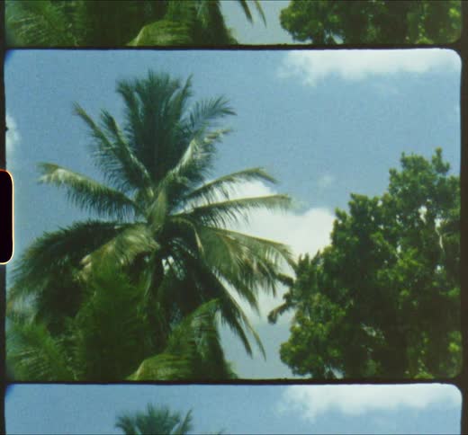 Palm tree in a tropical area caught on vintage film