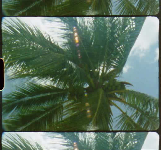 Palm tree waving on the wind on a tropical area caught on vintage film