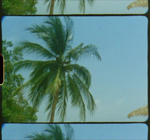 Palm tree on the sand of a beach near the ocean caught on vintage film