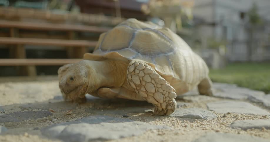 A turtle is crawling on the ground and eating something in the dirt
