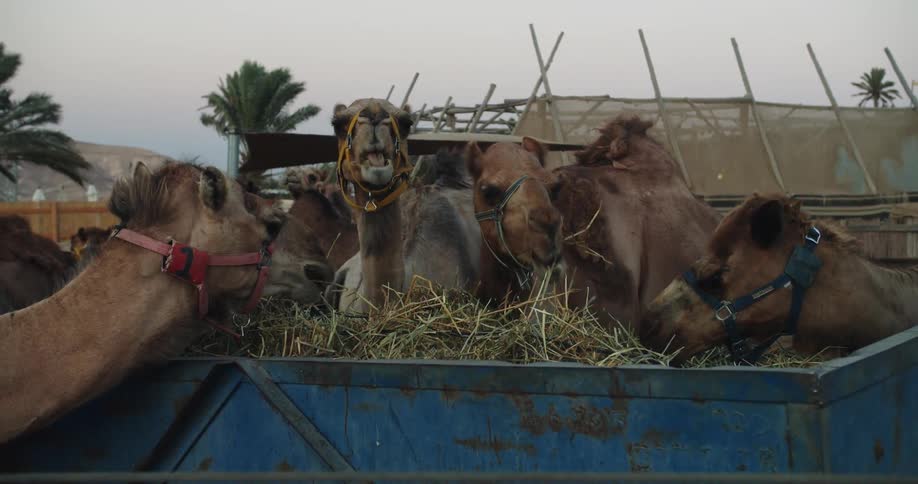 A group of camels eating grass