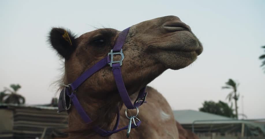 A camel with a purple harness outside on a breezy day