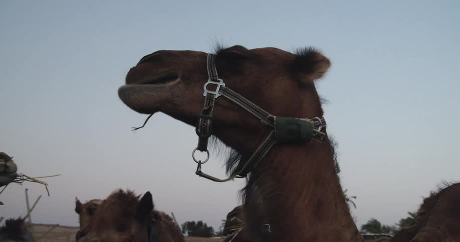 Camels with bridles chewing grass in the desert at evening on a windy day
