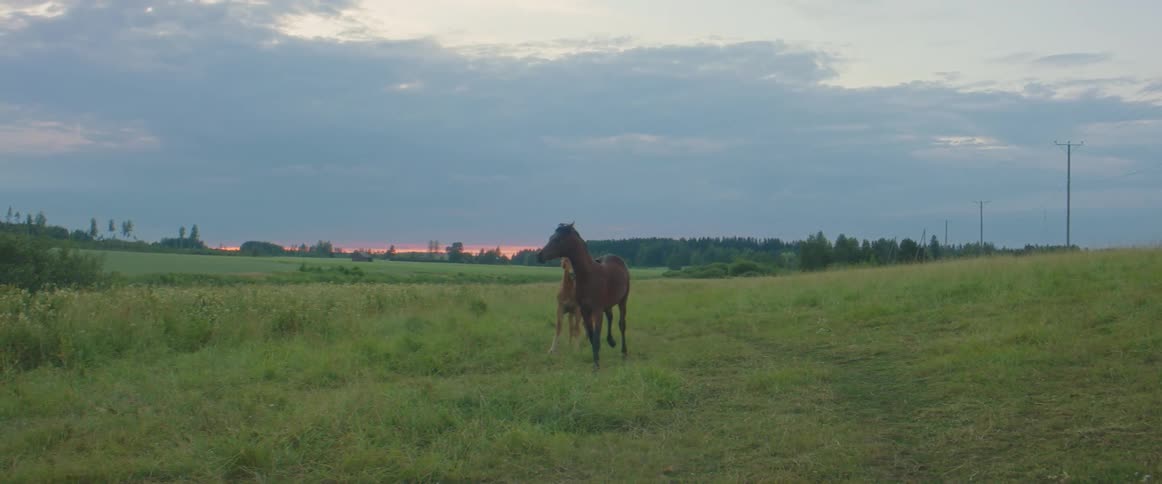 Couple of horses galloping over the green grass on a prairie at sunset