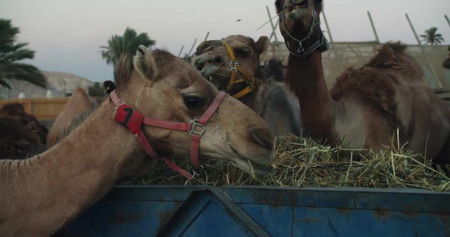 Camels are grouped together and eating hay out of a bin