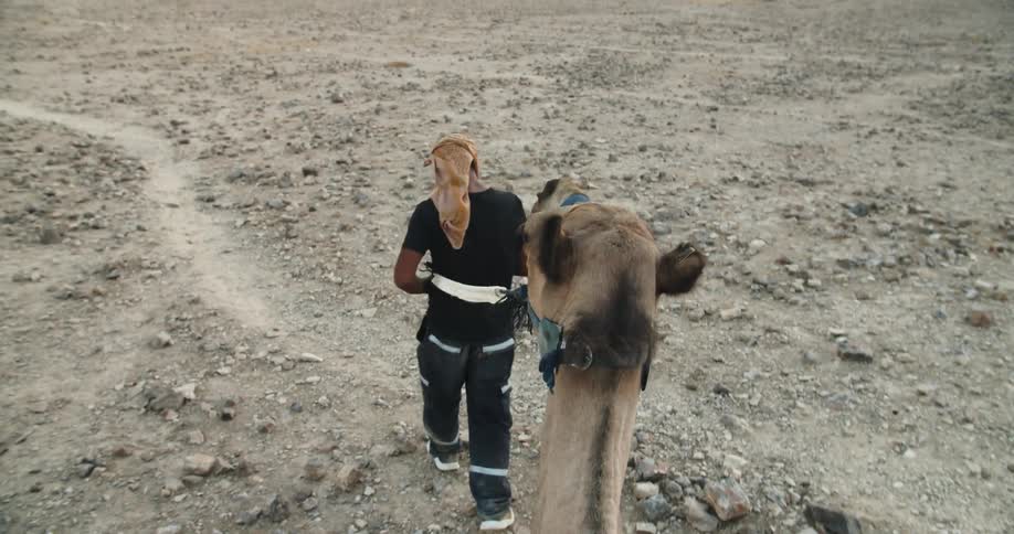 A man is leading a camel in the desert
