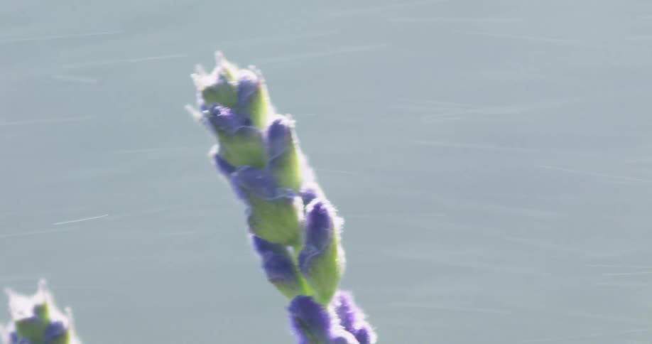 A close up of a lavender plant