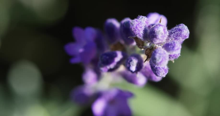 A close up view of a flower outdoors