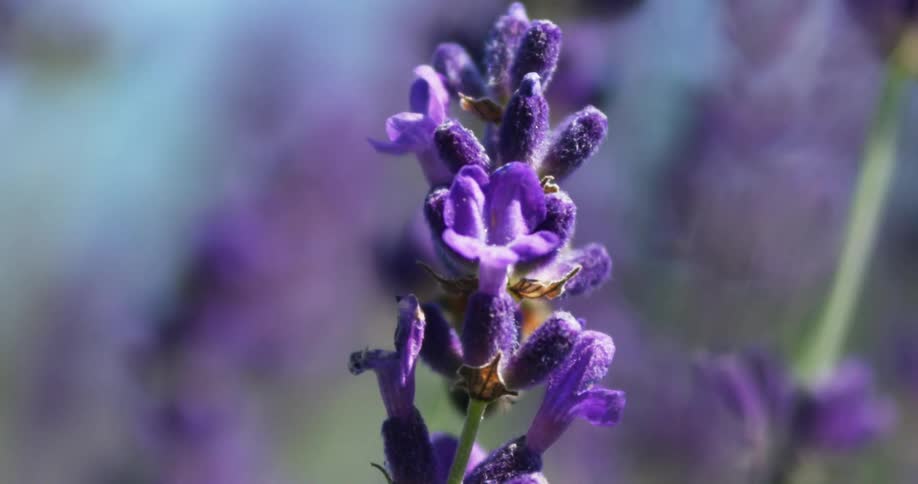 Bee climbing plant