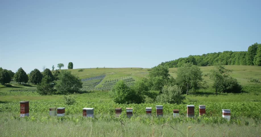 A row of beehives stands in grass with crop fields and trees behind