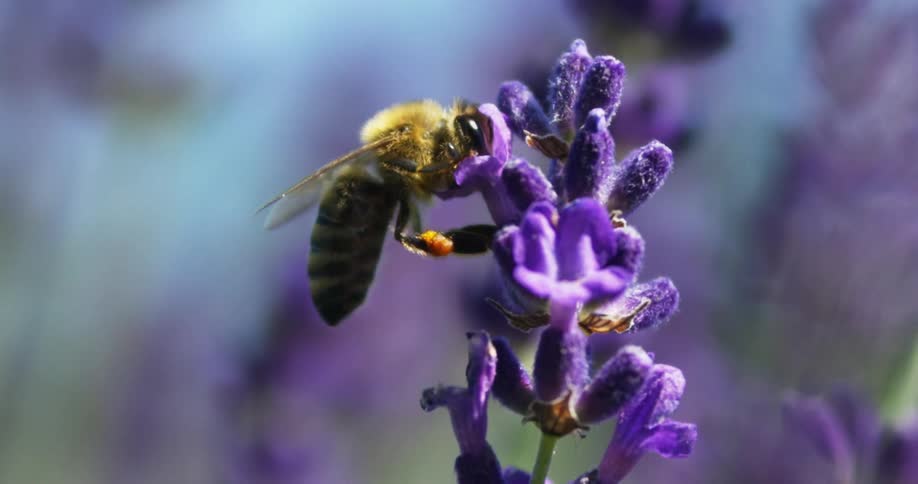 A bee is pollinating on a purple flower and flies away