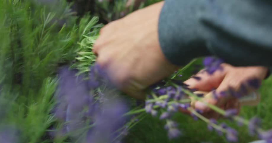 Gardener crouches near clump of lavender cutting some off with a sickle as another person helps