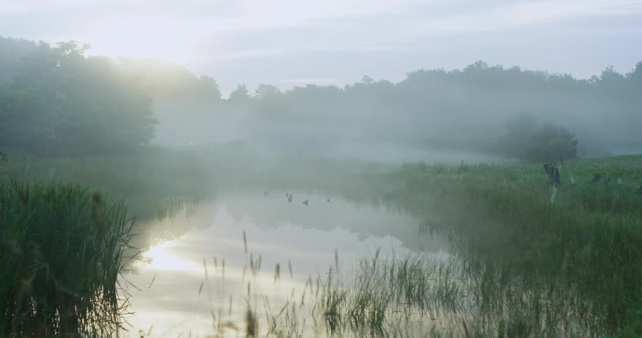 Tall grass surrounding a reflective pond on a summer day