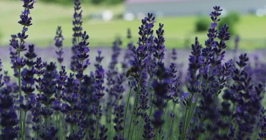 A bee is flying around purple flowers collecting pollen