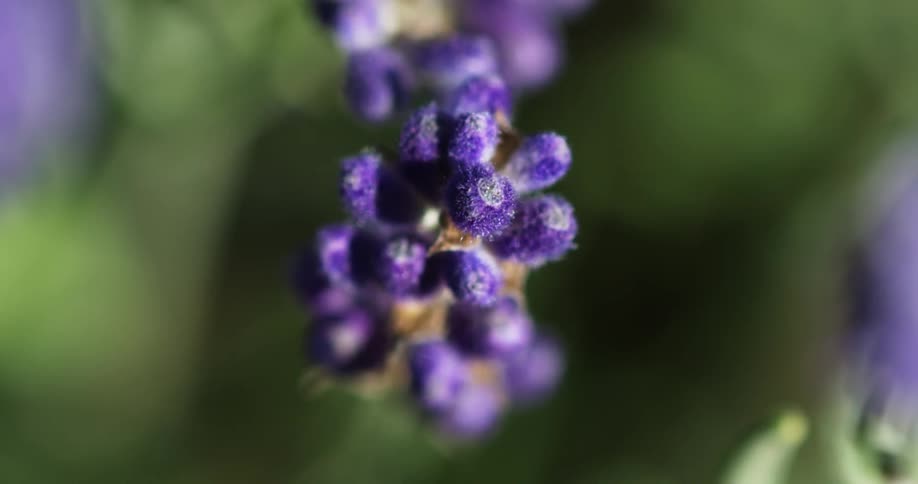 A close up of a flower
