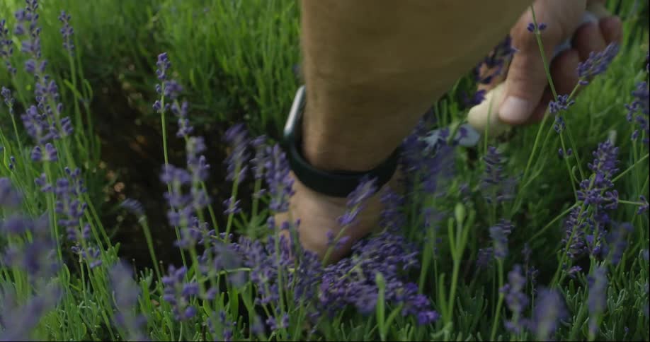 A man cutting lavender in a meadow on a summer day