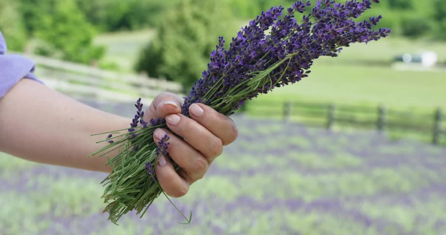 A person holding up a plant