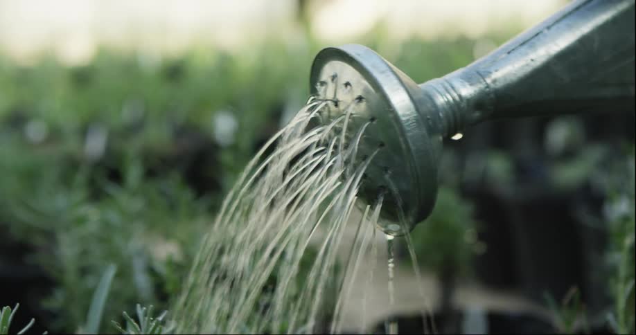A metal pot is being used to water plants