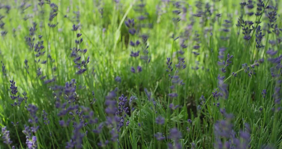 A person is cutting a bunch of lavender flowers with a sickle tool