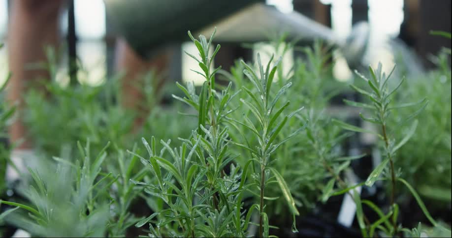Young man using a metal watering can to water the herbs inside a greenhouse