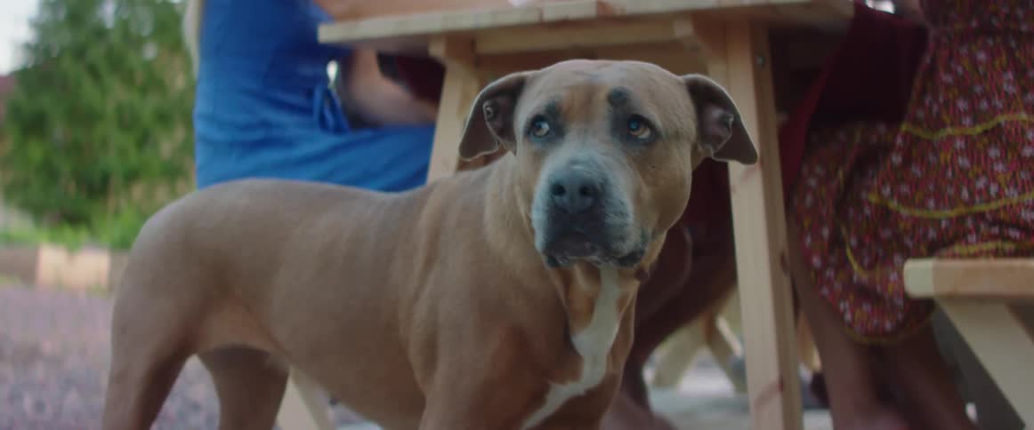 A brown dog standing outside near woman seated at a table
