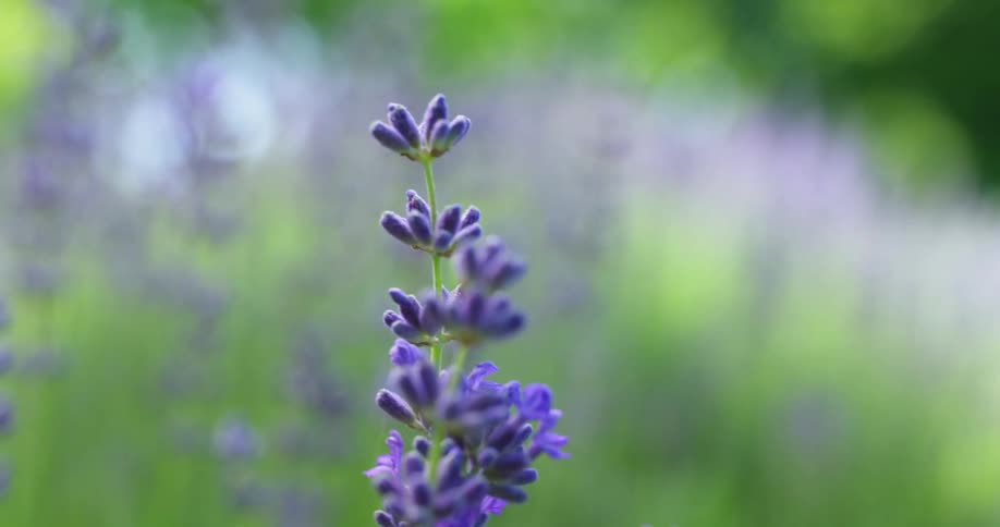 A field with plants with purple flowers
