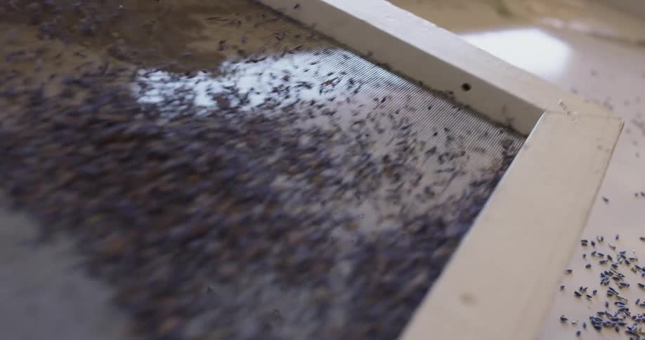 A view of someone screening lavender on a mesh screen
