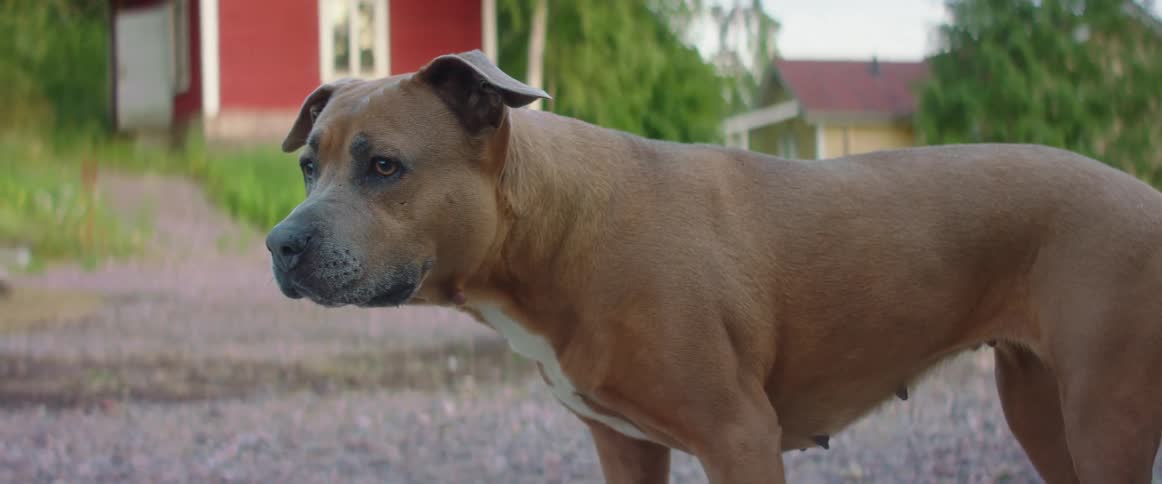 A dog laying down by a table gets up to look around