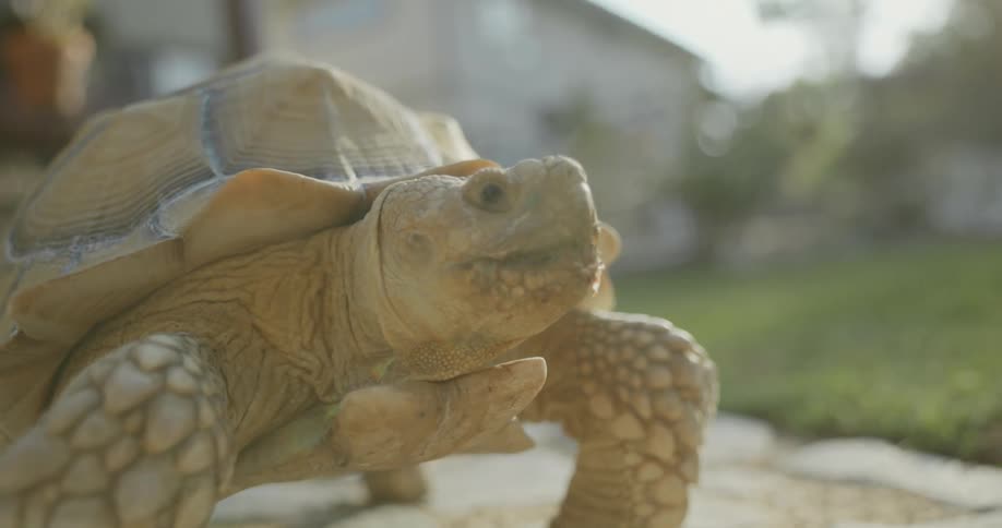 Tortoise moves around slowly on the path next to lawn