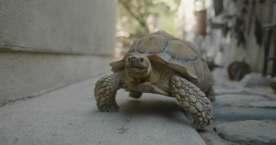 A large turtle is casually making its way along an alleyway between houses in the daytime