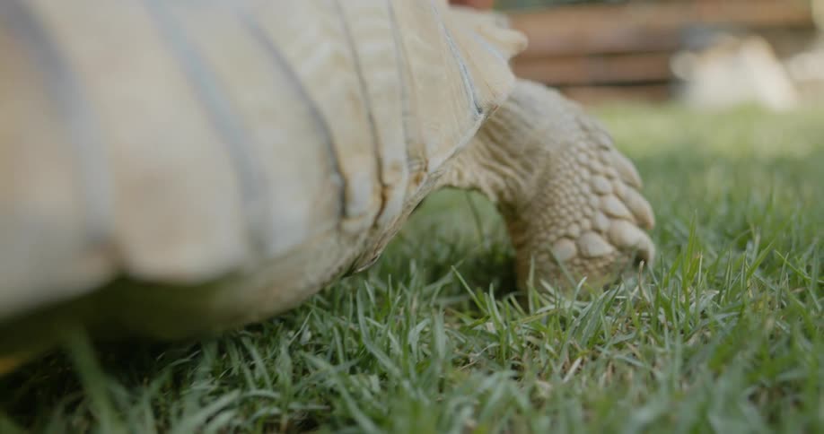 Tan colored tortoise walks across lawn toward building