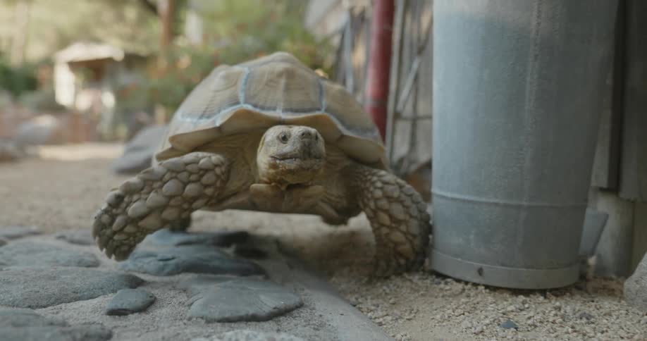 Tortoise walks along gravel and stone path passing building