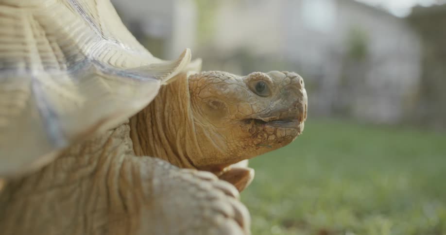 A turtle is crawling around on the grass