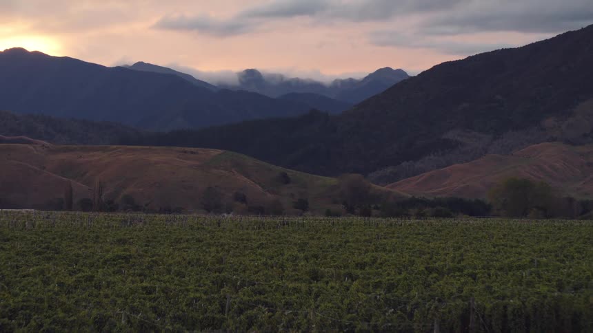 Rows of tall crops sit below rolling hills