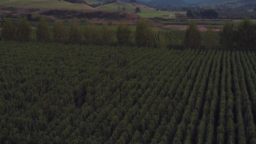 An aerial view of rows of crops growing on a rural farm at sunrise