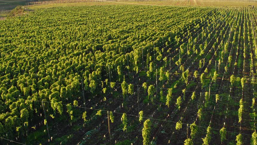 A farm field of hops plants on a line trellis on a sunny day