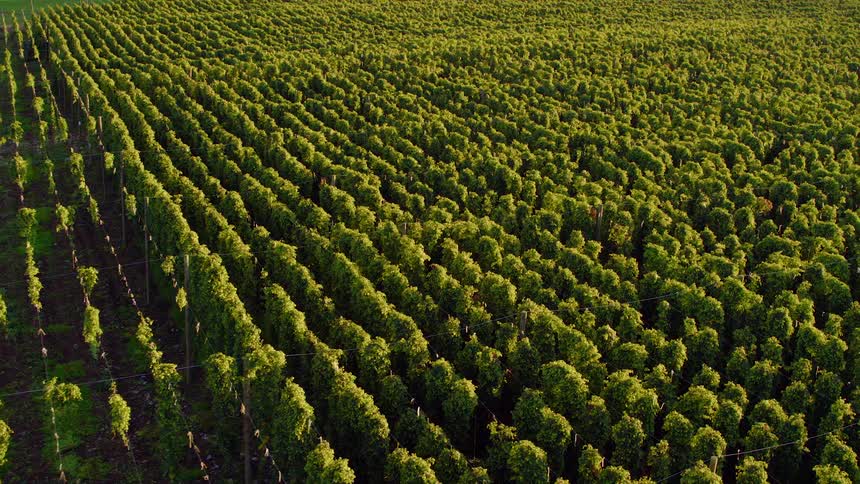 Tall crops form long rows on a farm