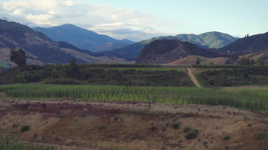 Vine crops trail up stakes leading to series of hills and mountain under cloudy sky